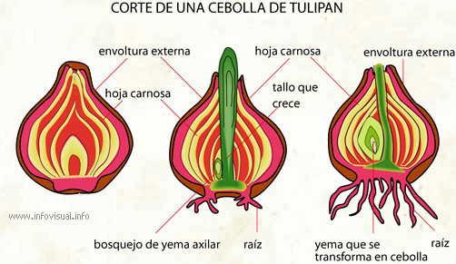 Cebolla de tulipan